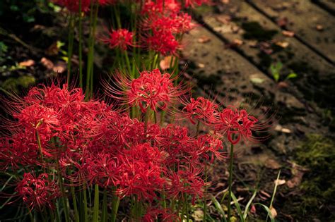 彼岸花 紫色|彼岸花の花言葉とは？意味・由来や色ごとの違いも解。